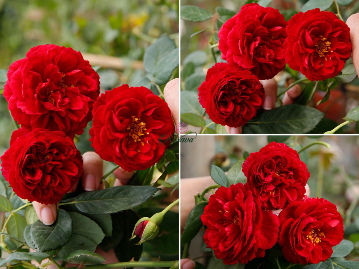 Hoa hồng Ligare 230 Rose