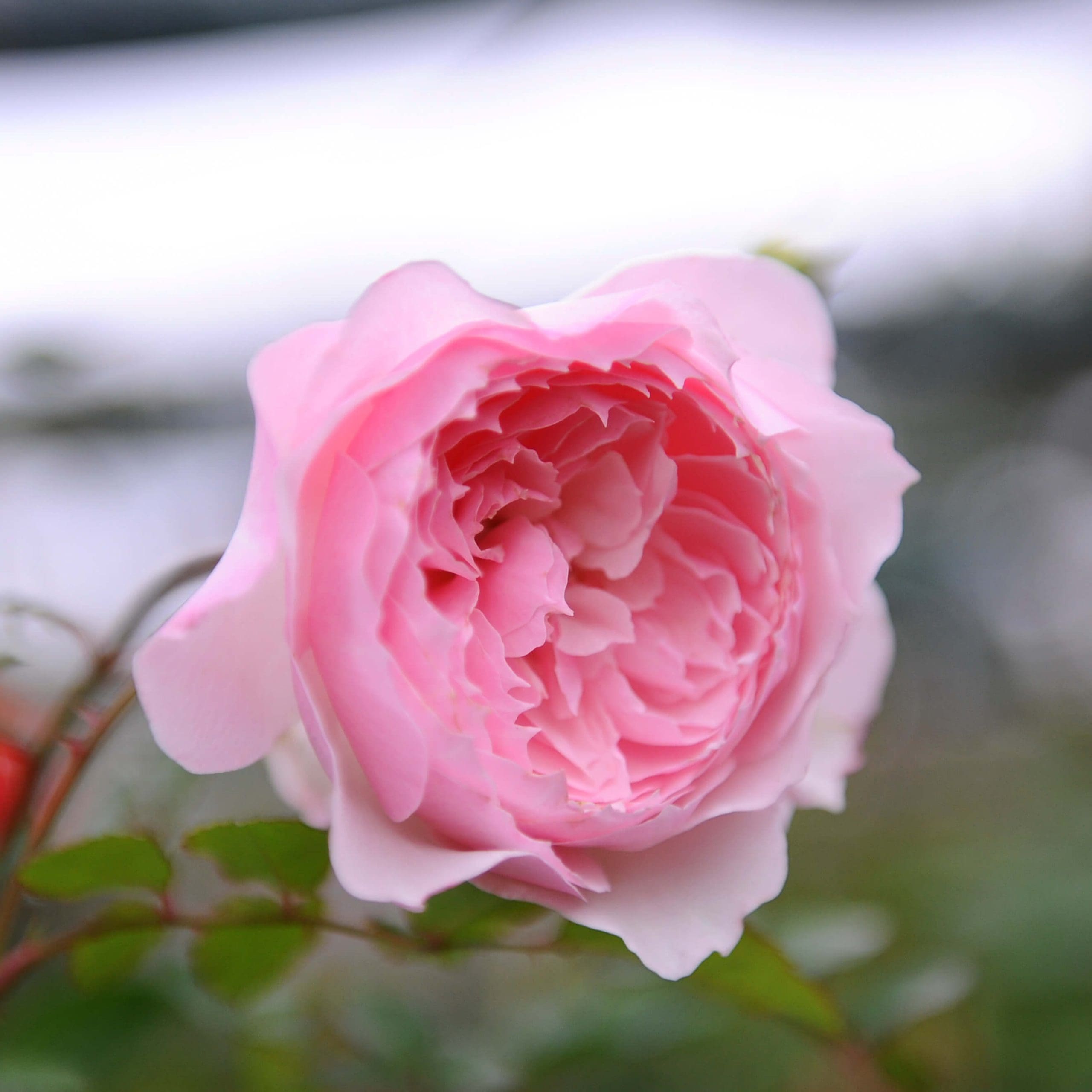 misaki hoa hồng