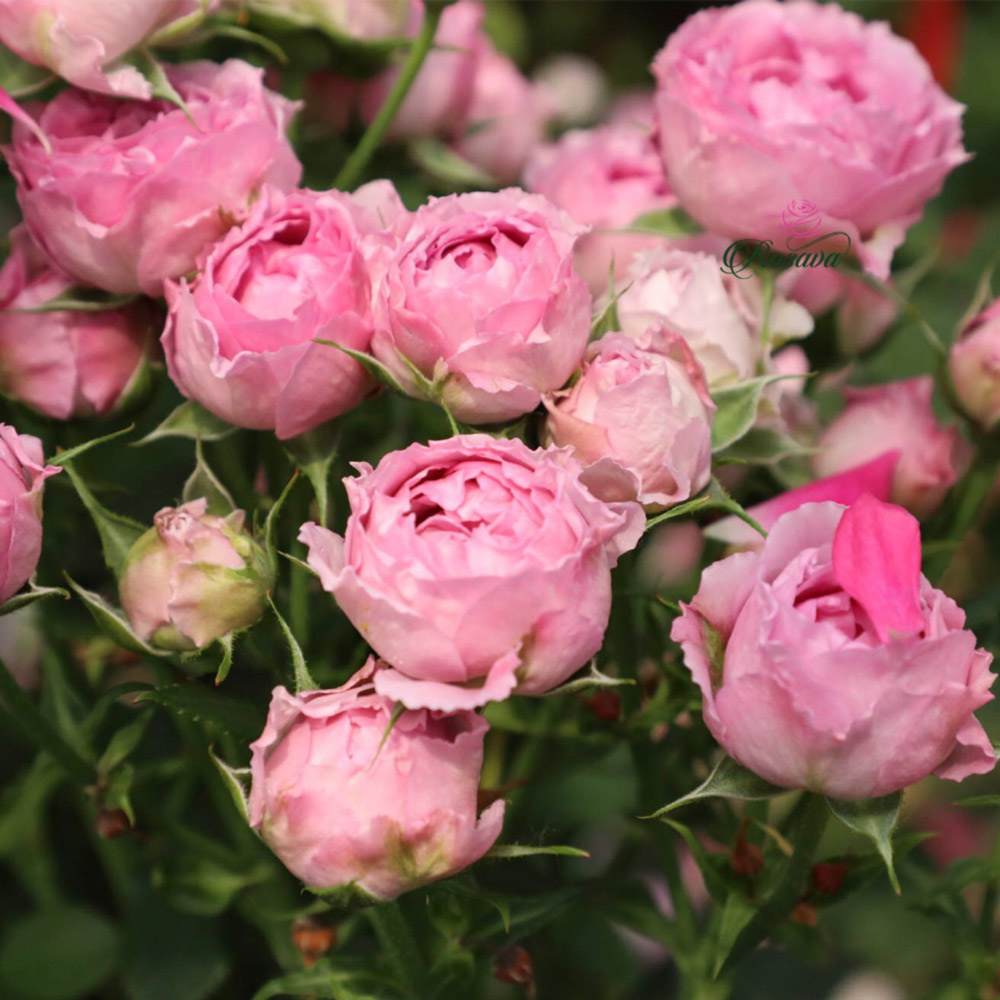 Rosava mang lại cho bạn những giống hoa hồng Mistry Bubbles đẹp 
