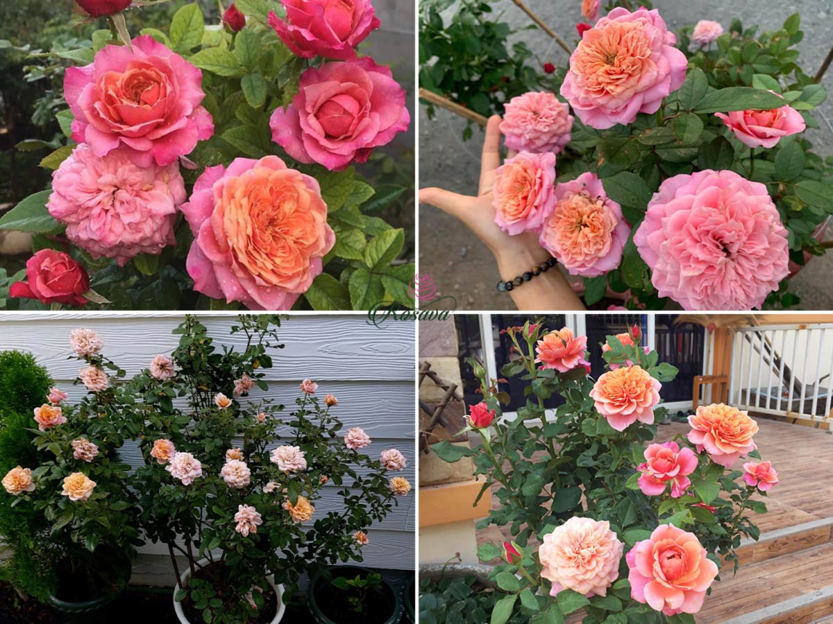 hoa hồng Miyabi