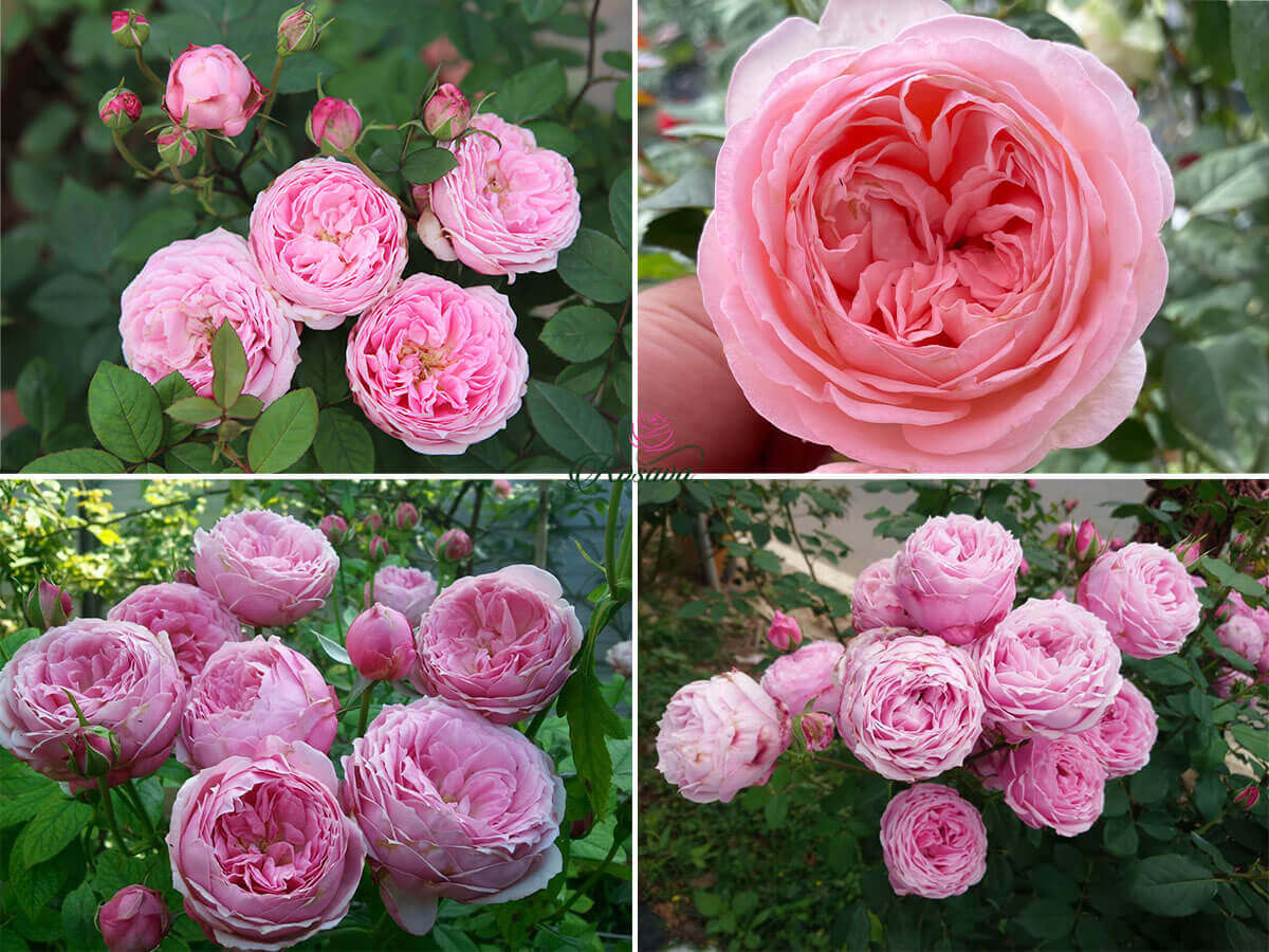 Hoa hồng Miyako