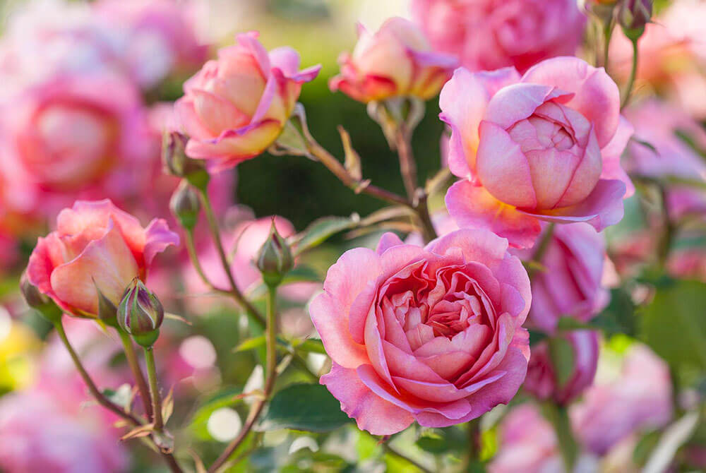 5 cách làm cho hoa hồng nở to  sai hoa cực đẹp