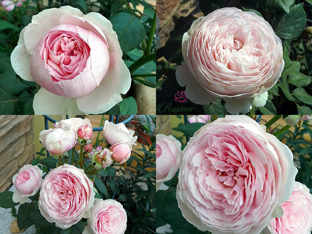 hoa hồng ngoại carey