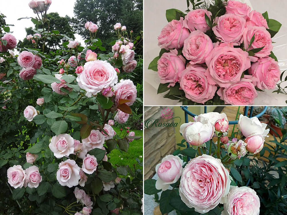 hoa hồng ngoại carey
