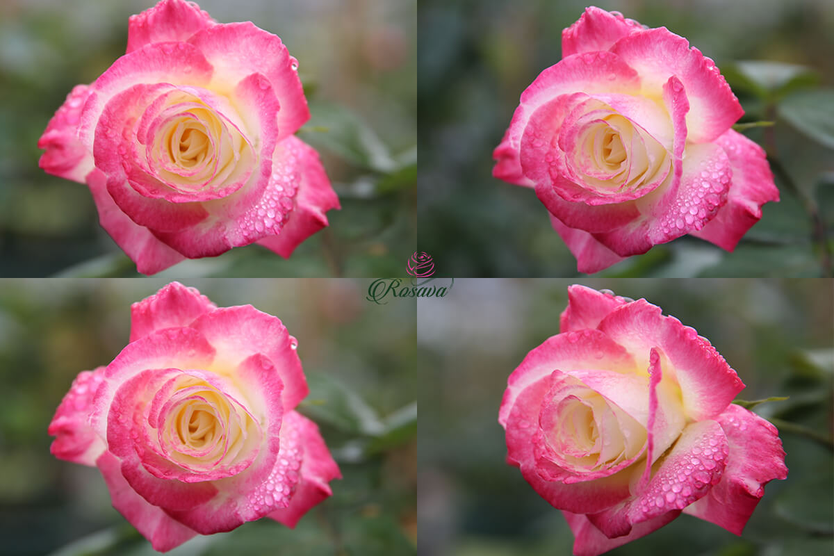 hoa hồng double delight