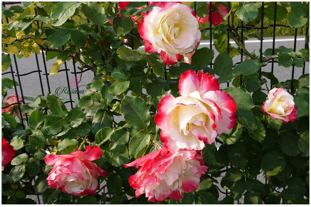 hoa hồng double delight