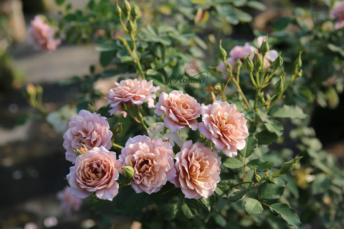 hoa hồng iori