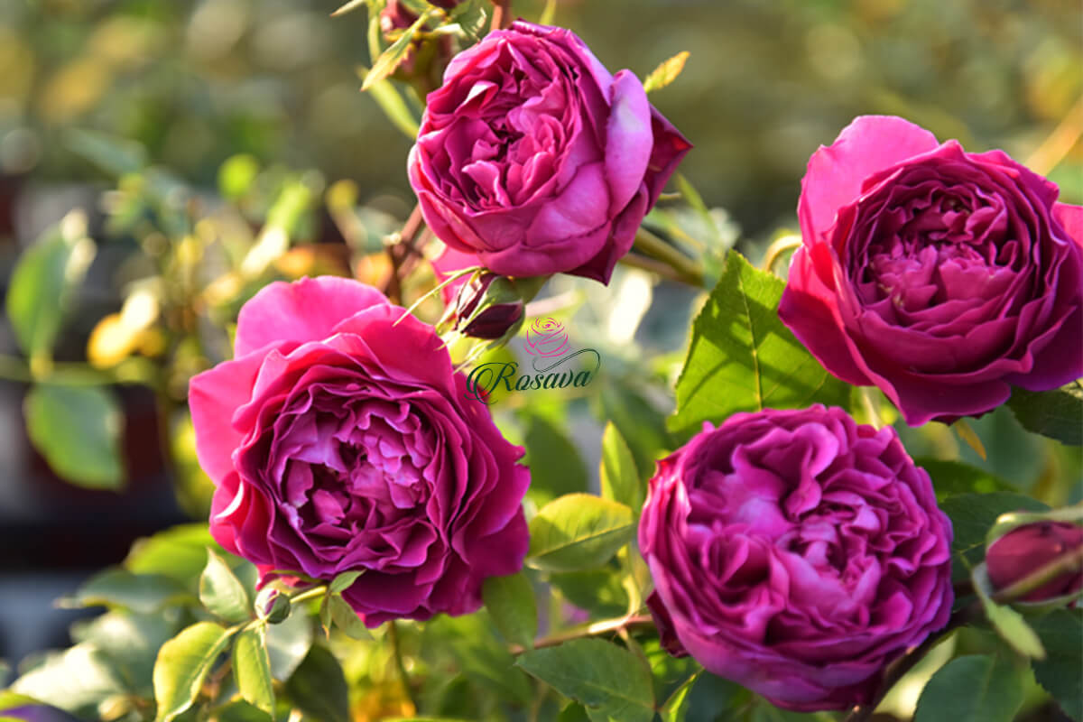 hoa hồng jardin parfume