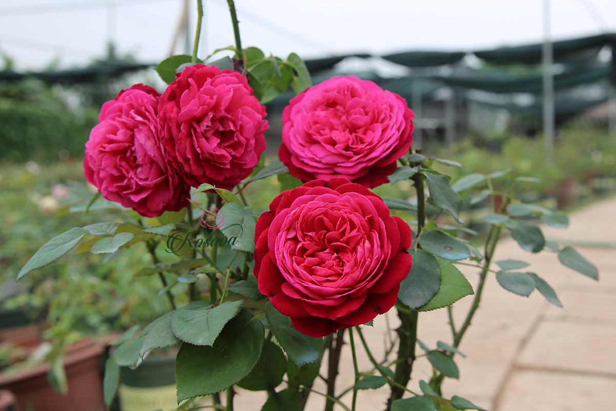 hoa hồng jardin parfume