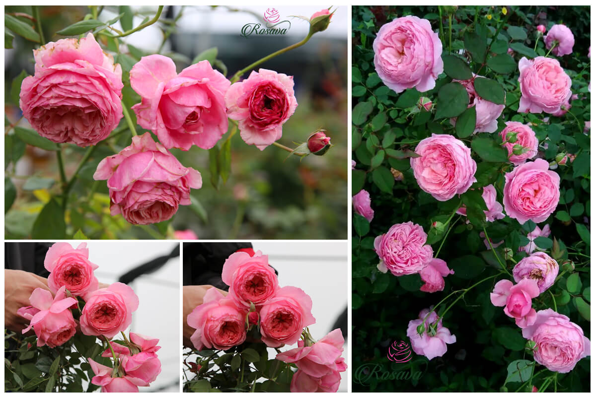 hoa hồng Lady Heirloom