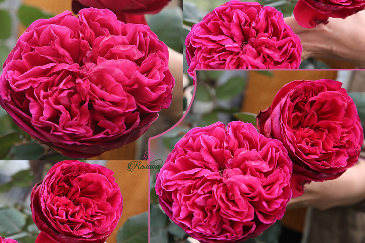 hoa hồng ngoại rouge royal