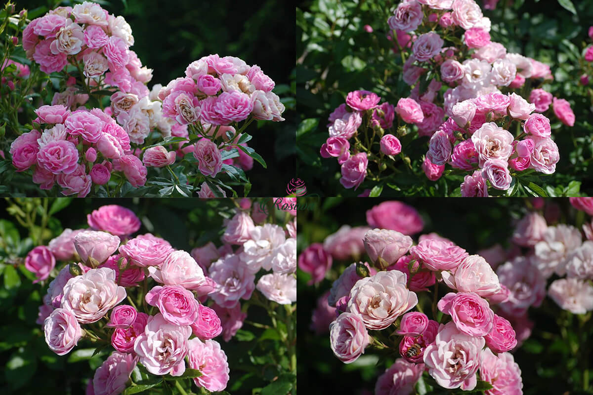 Hoa hồng The Fairy rose