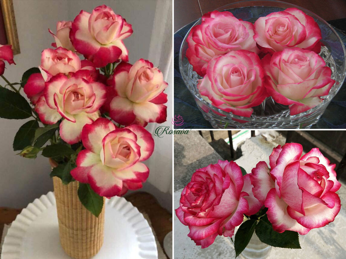 Hoa hồng ngoại Cherry Parfait
