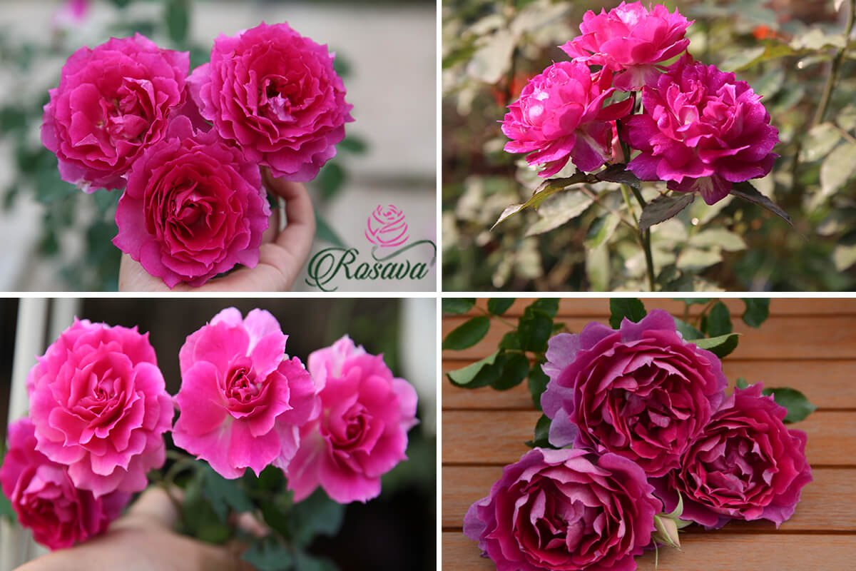 hoa hồng Sheherazad