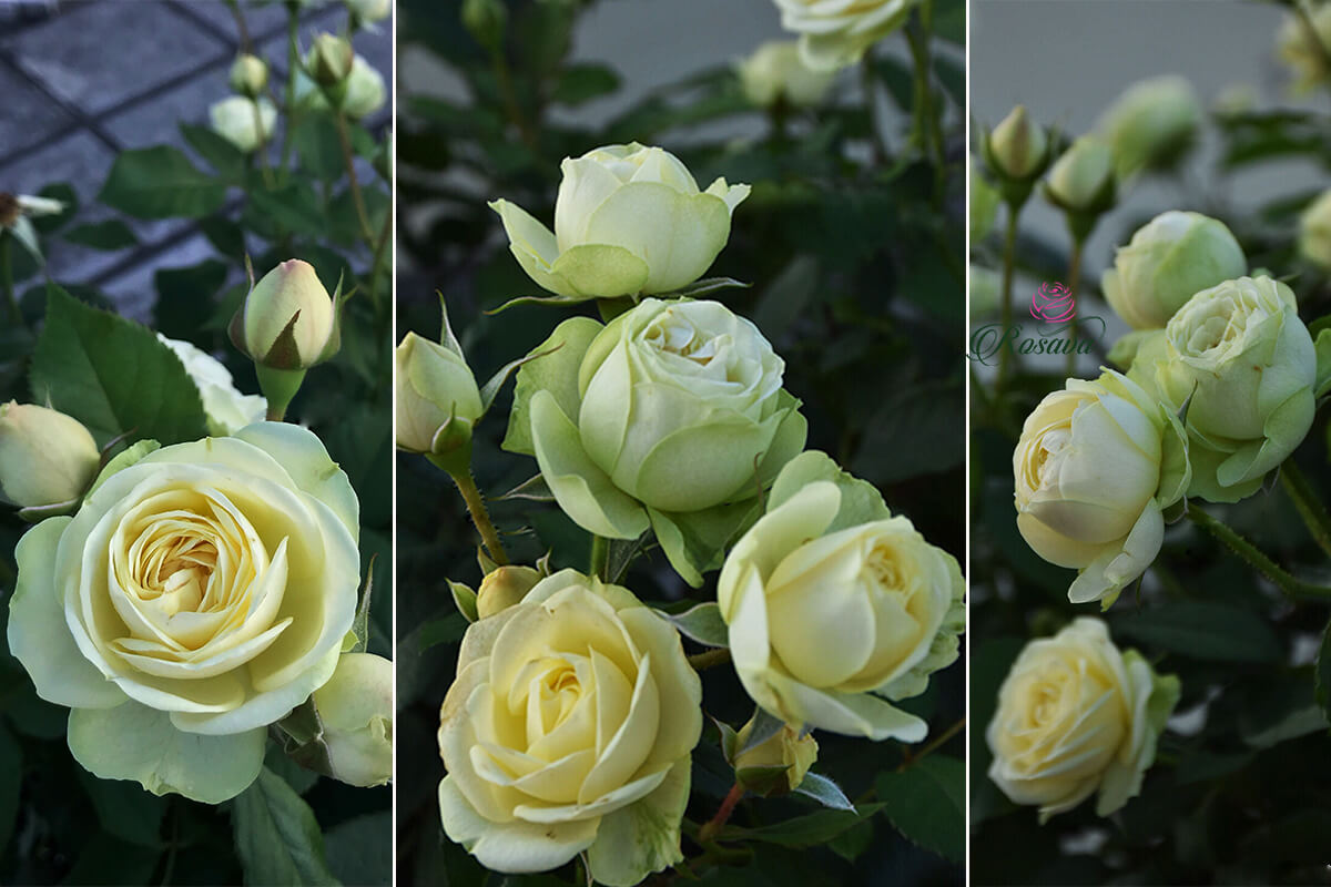 hoa hồng creamy eden