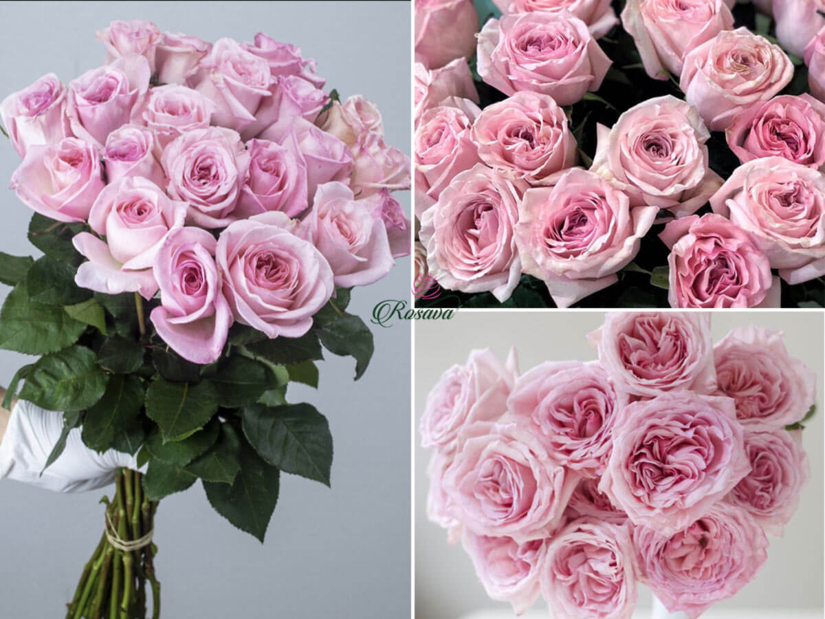 Chăm sóc cây hoa hồng Pink Ohara đúng cách 