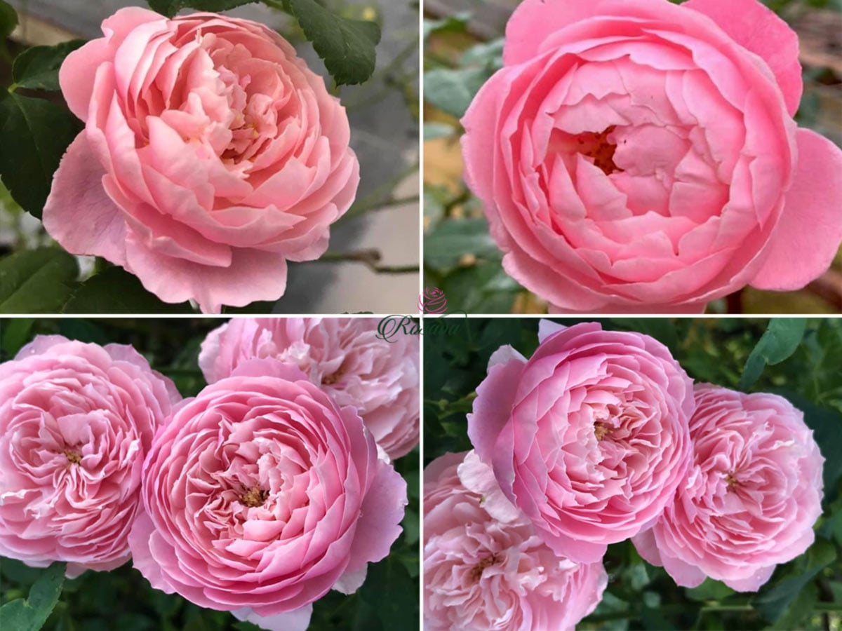 Hoa hồng Plume Rose