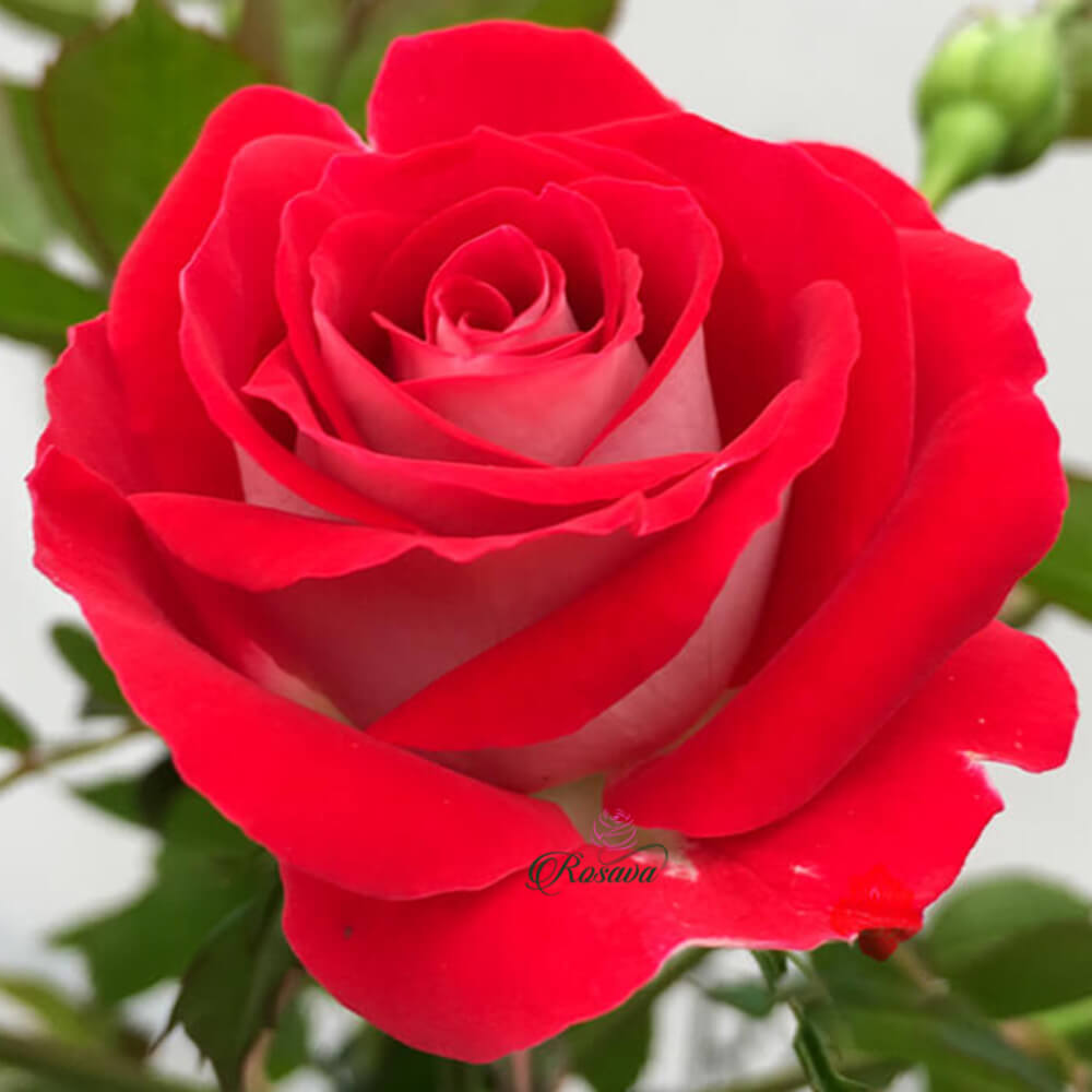 Hoa hồng Ruby Ice