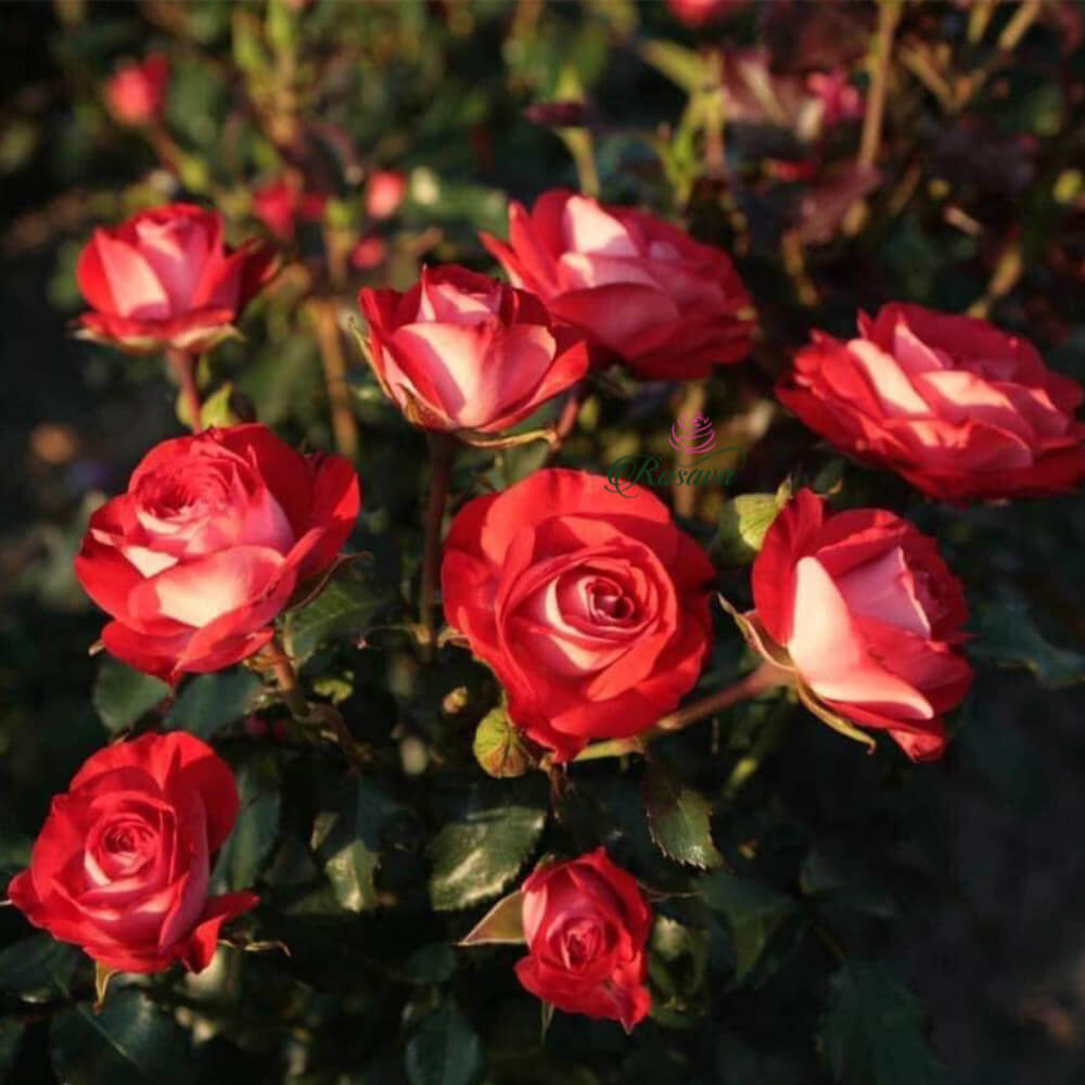Giá của hoa hồng Ruby Ice linh hoạt tùy thuộc vào nhiều điều kiện
