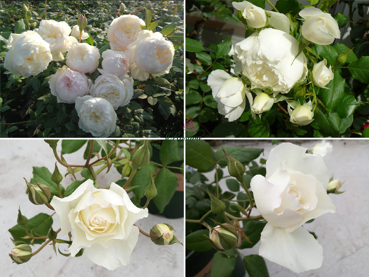 Hoa hồng Shizuku