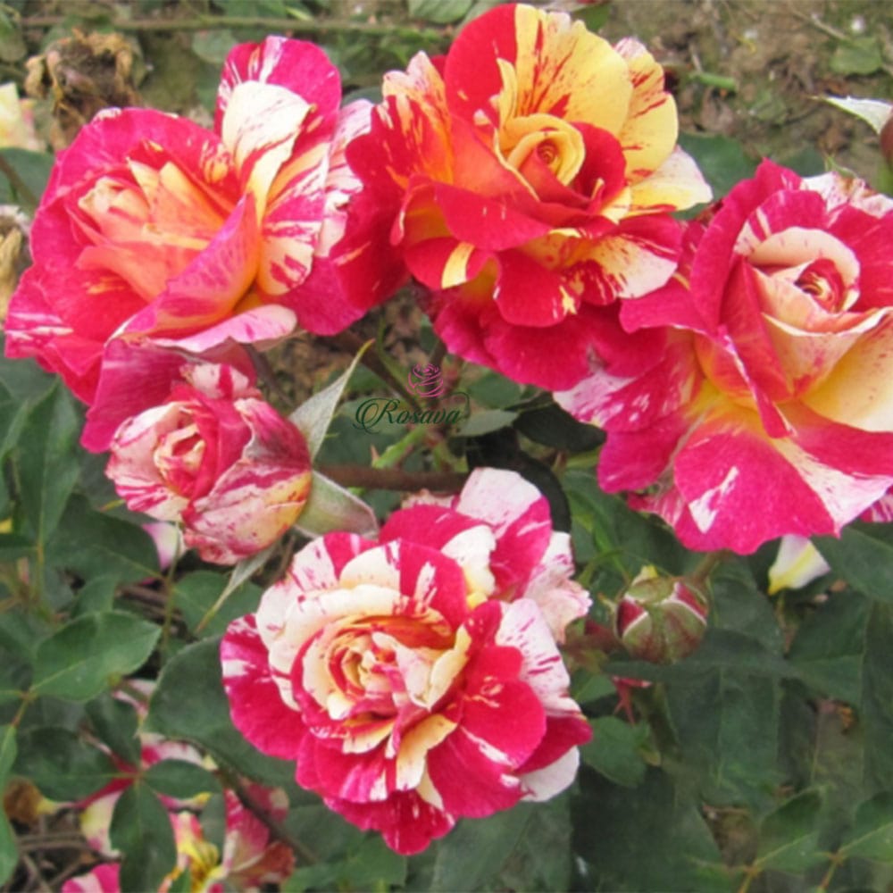 hoa hồng Utrillo
