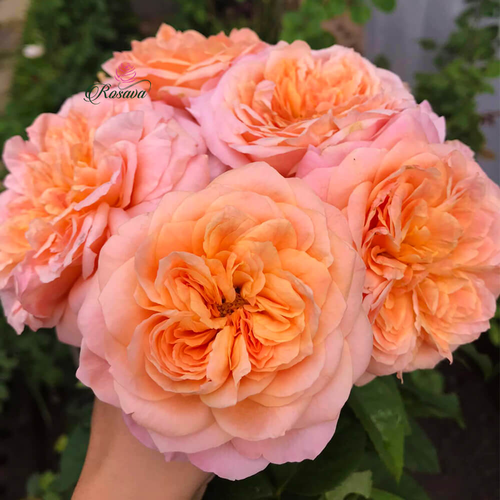 Hoa Hồng Victoria's Secret Rose