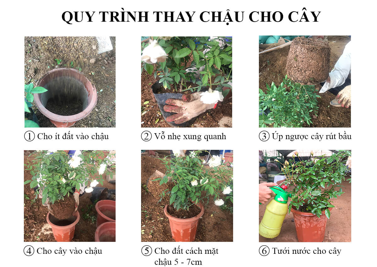 hồng cổ quế son