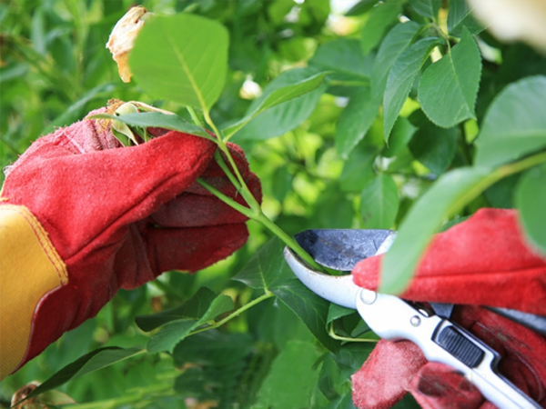 Kích mầm hoa hồng bằng cắt tỉa cành vô hiệu