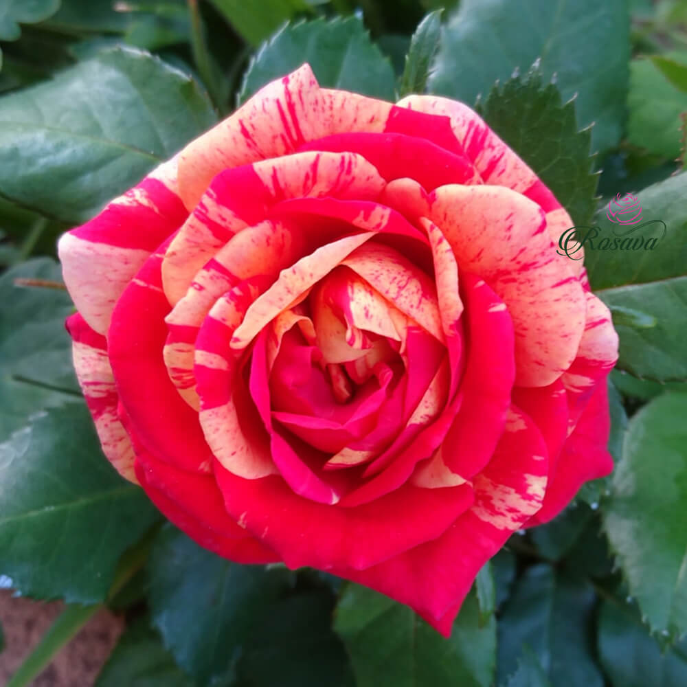 Hoa hồng Matsuri