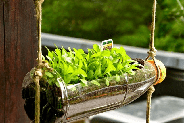 mô hình trồng rau sạch 