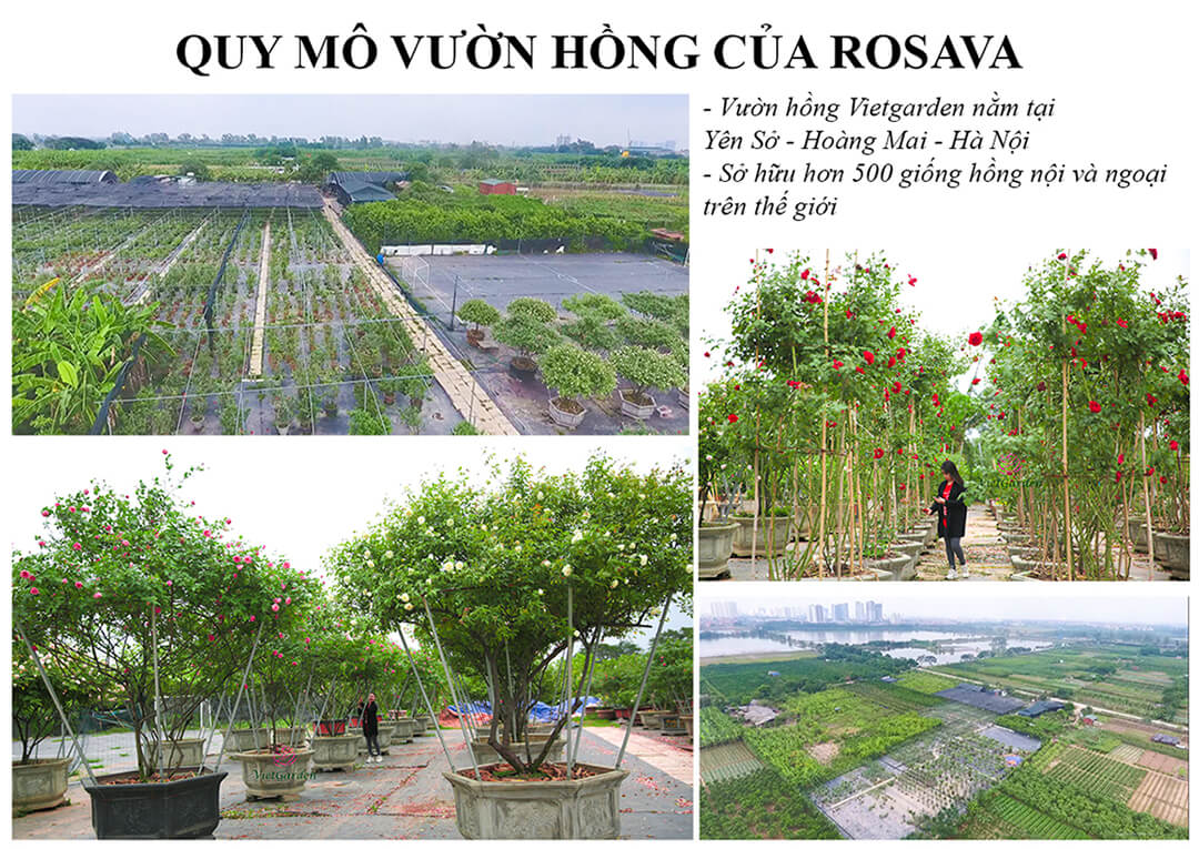 Hoa hồng The Fairy rose