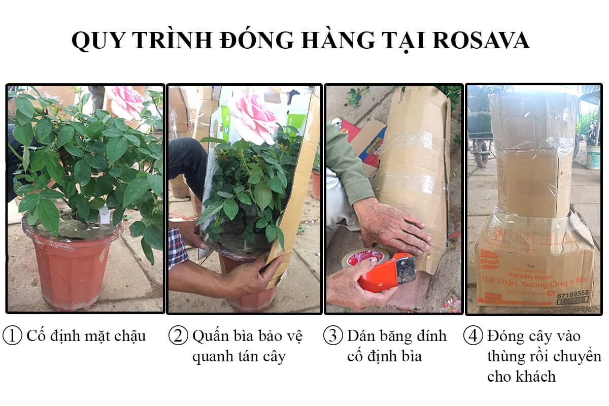 hoa hồng Green Romantica