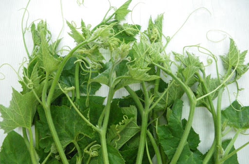 trồng rau bí siêu ngọn trong thùng xốp