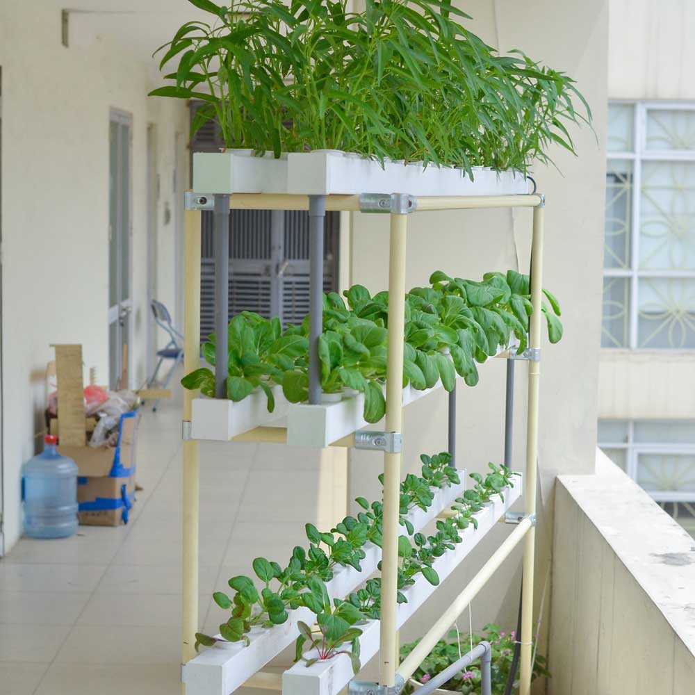 cách trồng rau thủy canh tại nhà