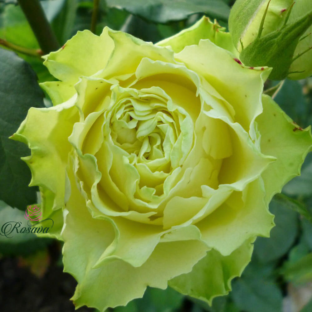 Роза Супер Грин Фото И Описание – Telegraph