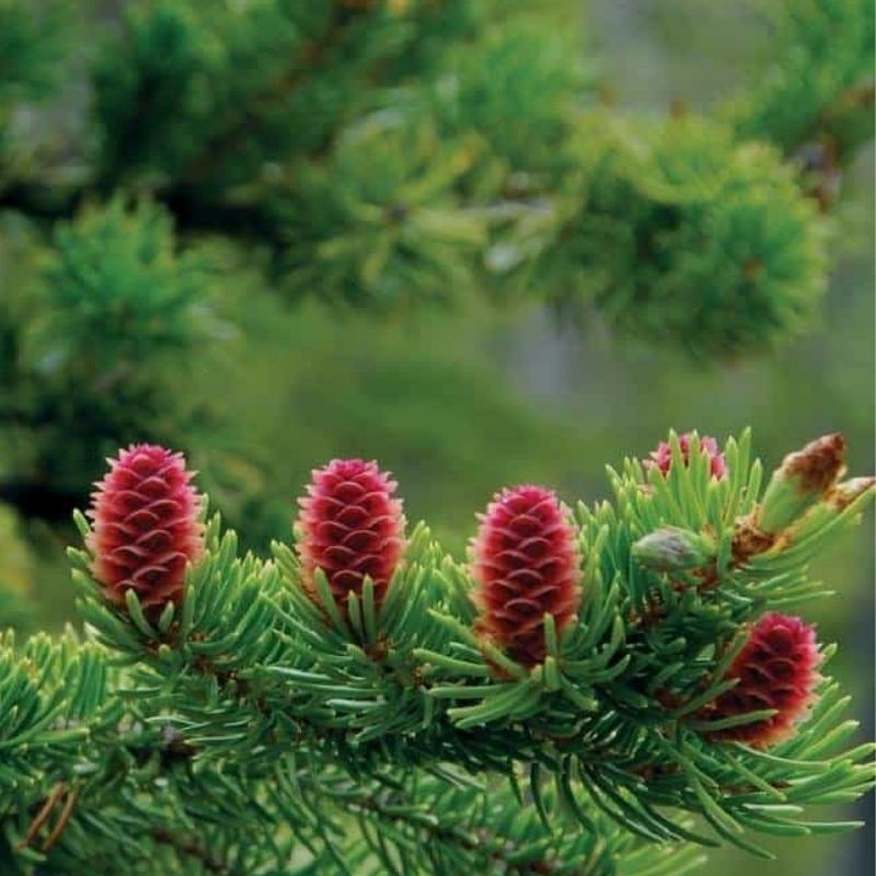 vien uong go thong do tri nam trang da okinawa fucoidan 2