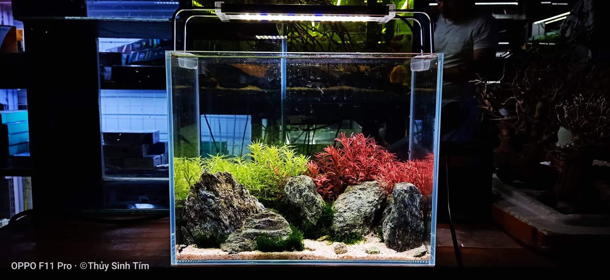 mẫu bể thủy sinh nhỏ để bàn - 1