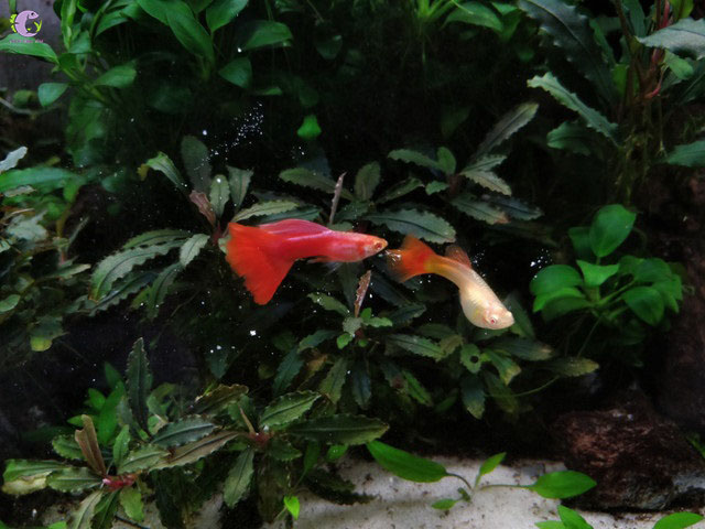 Cá Bảy Màu Full Red-2