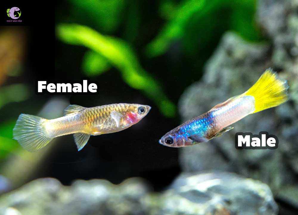 Cá Bảy Màu Pingu-1