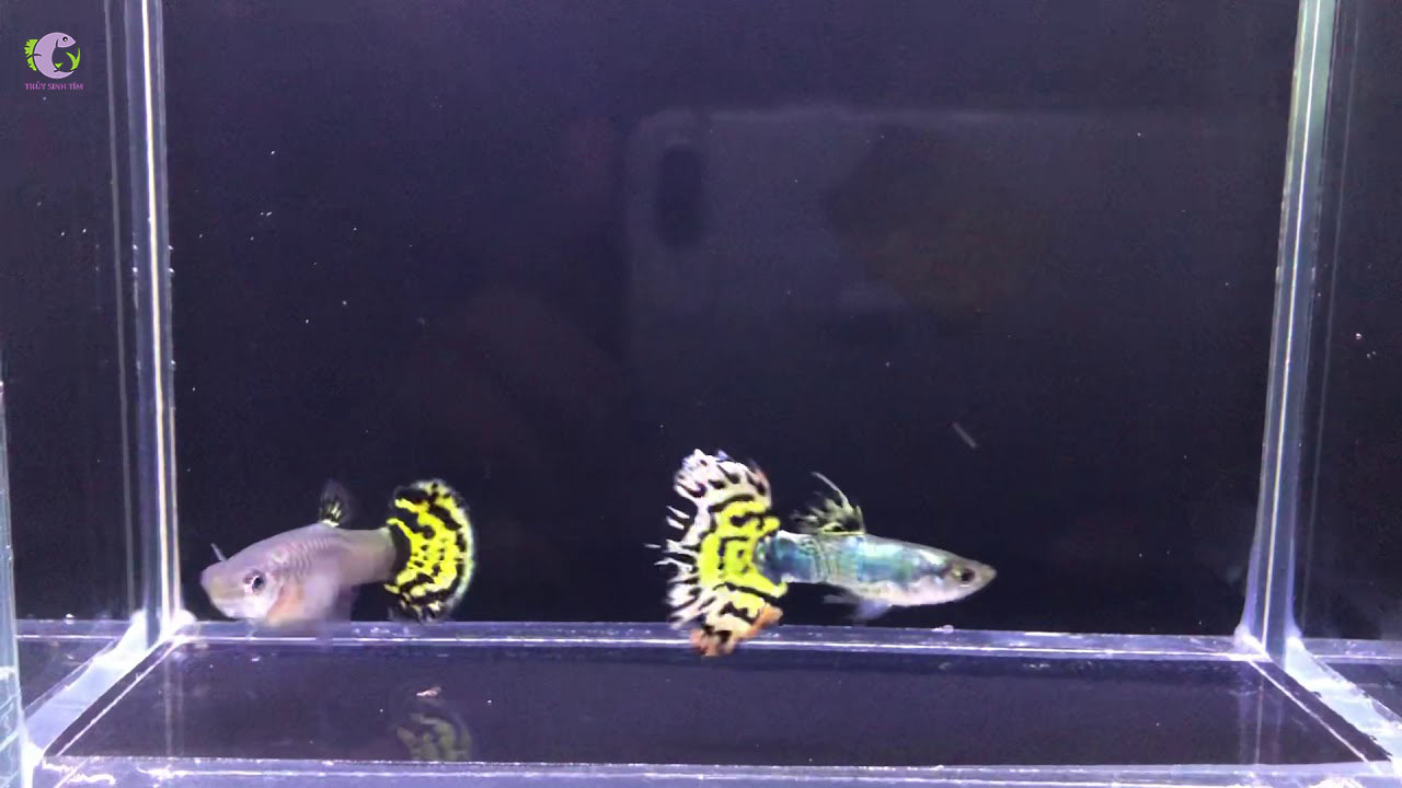 Cá bảy màu Tiger Half Moon-2