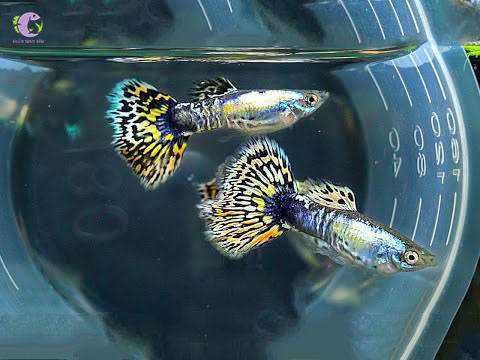 Cá bảy màu Tiger Half Moon-1