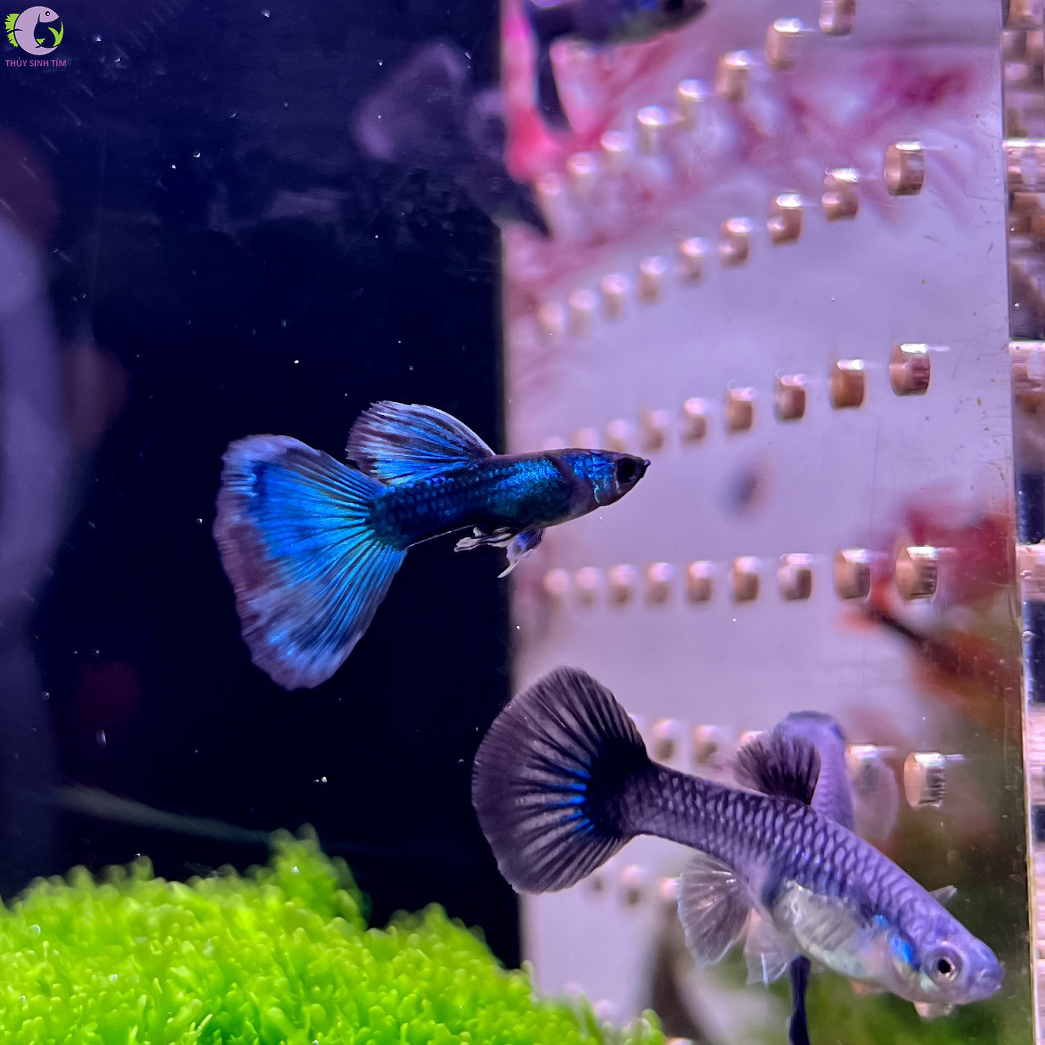 Cá Bảy Màu Dark Blue - 1