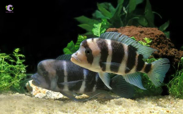 Cá Ali Đầu Bò-1