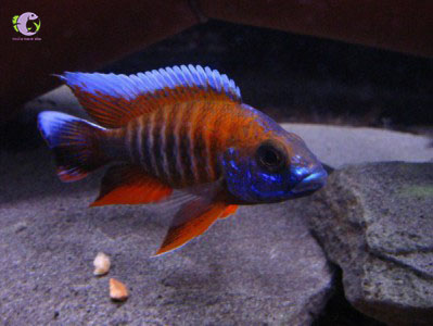 Cá Ali Thái Red Peacock-1