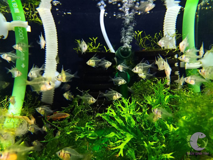 api stress coat - dưỡng cá, khử độc nước - 2