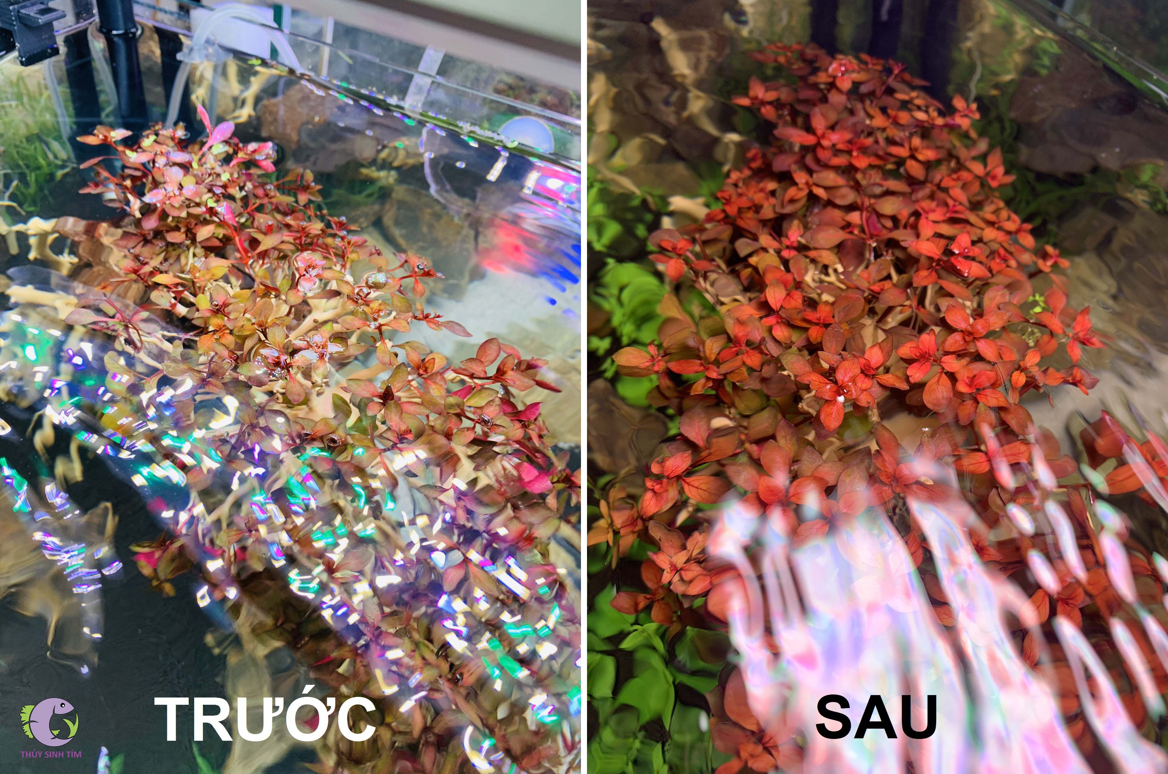 đèn thủy sinh aquablue smart led dee-900d - 5