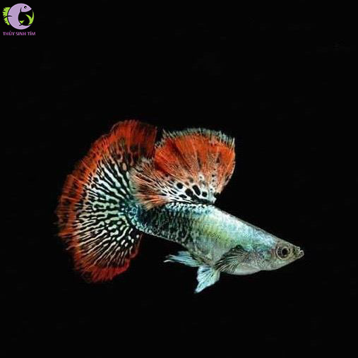 Cá Bảy Màu Rồng Đỏ Tia 2