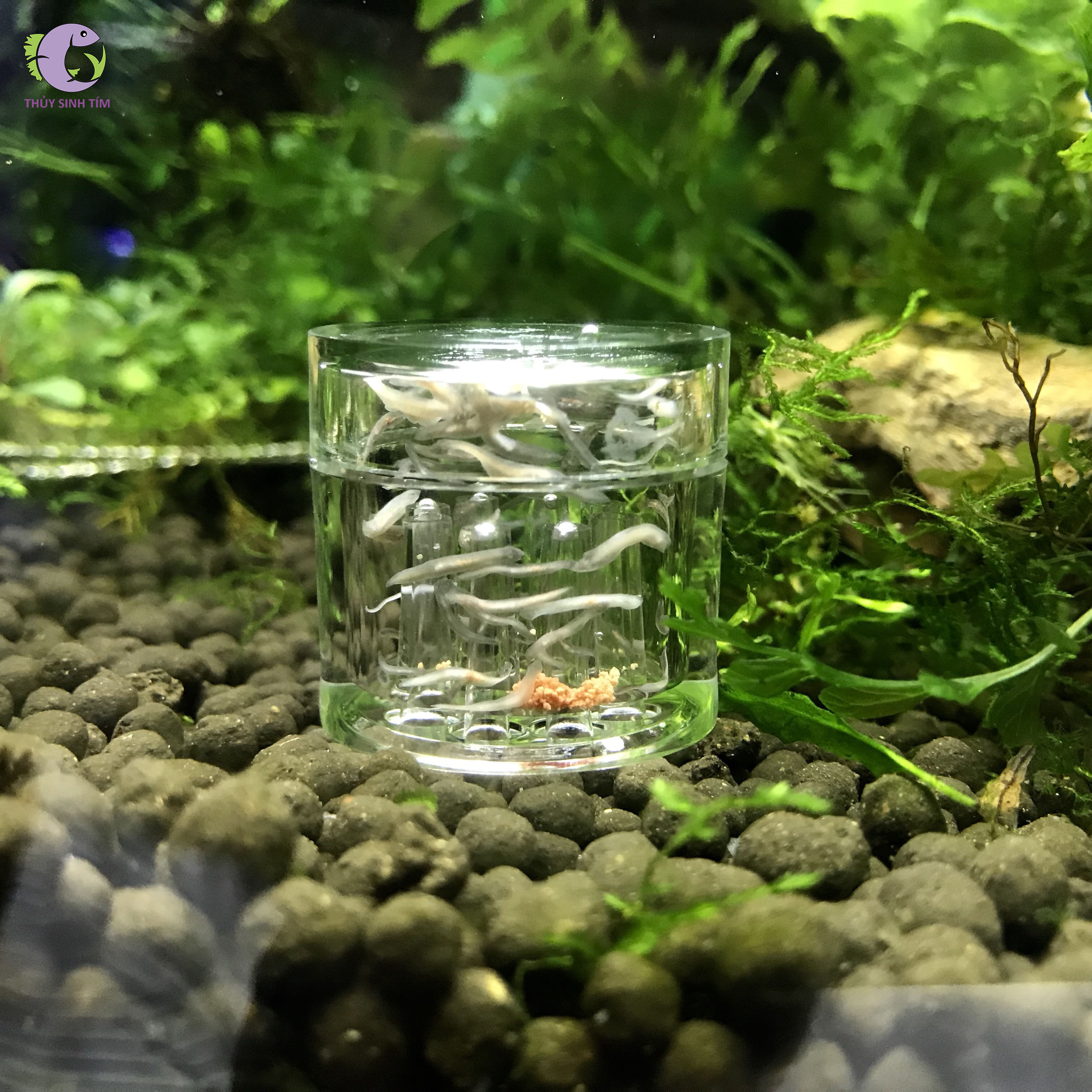 bộ bẫy sán acrylic - 1