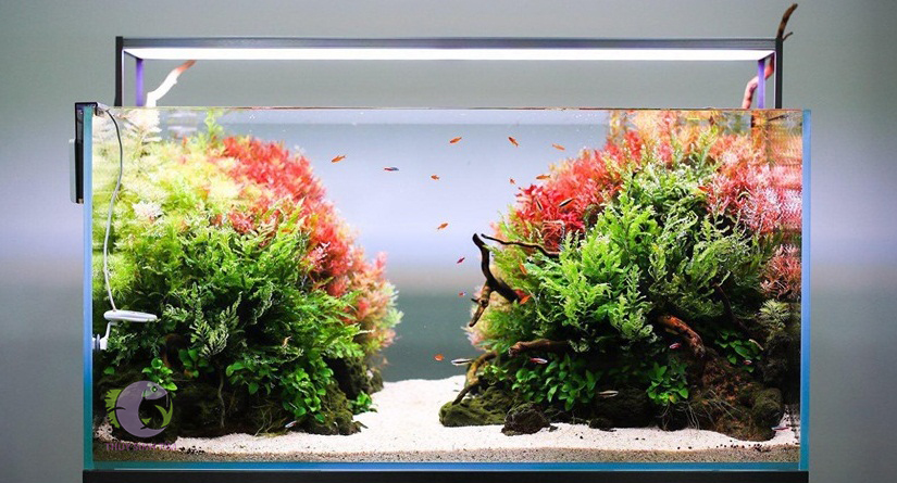 bí quyết tạo nên một hồ thủy sinh đẹp - 2