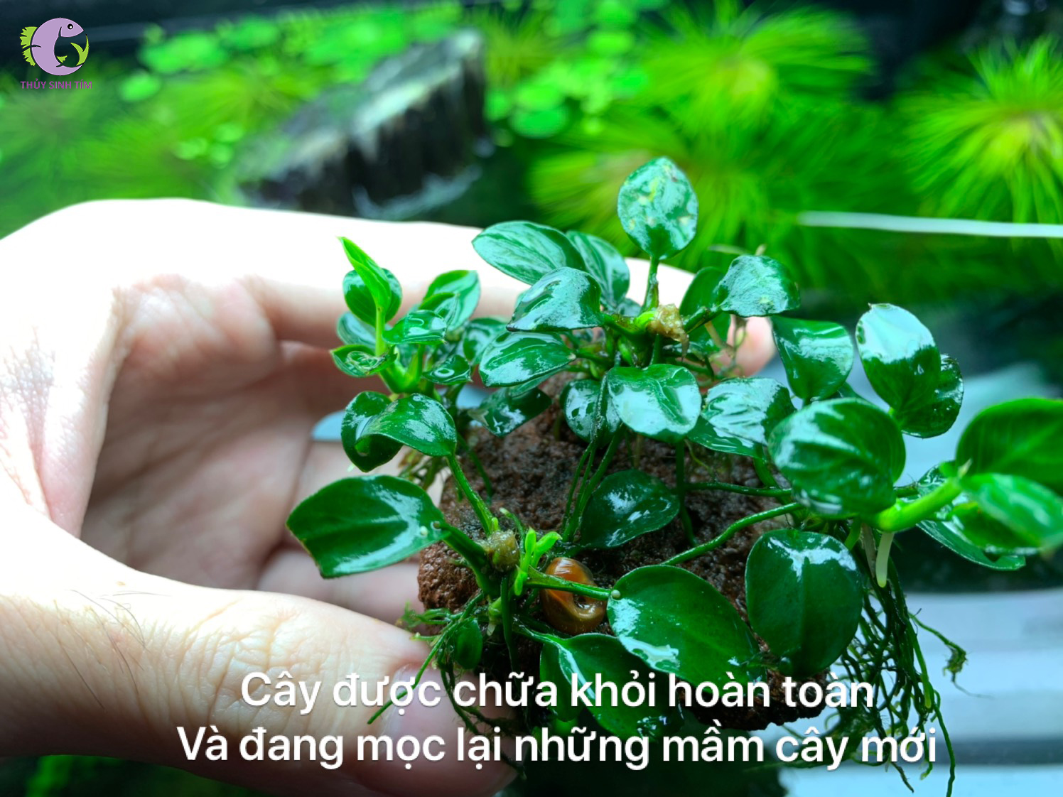 Cách chữa bệnh ráy thủy sinh bị rữa - 9